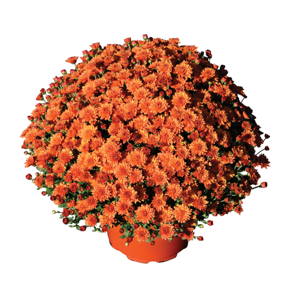 Mum chrysanthemum x morifolium 'Keeley Orange'