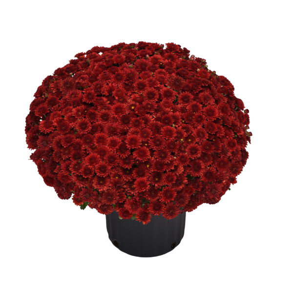 Mum chrysanthemum x morifolium 'Eternal Red'