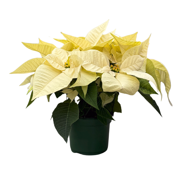 Poinsettia euphorbia pulcherrima 'Christmas Joy White'
