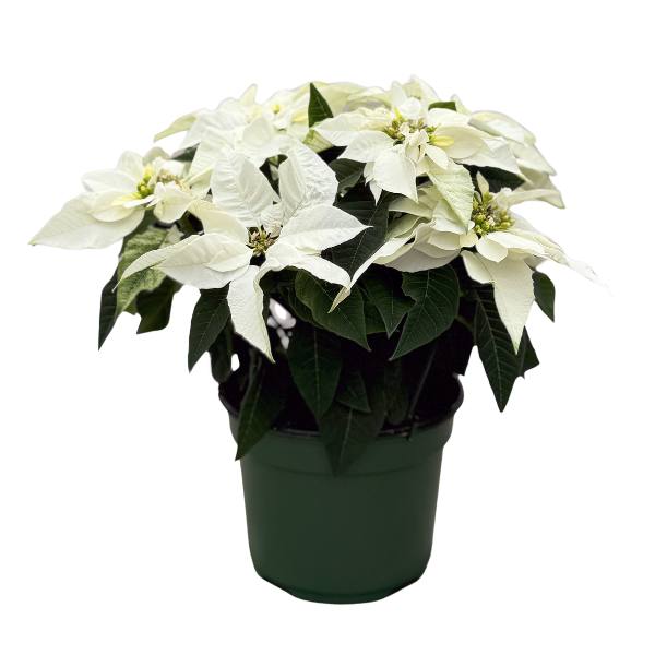 Poinsettia euphorbia pulcherrima 'Princettia Pure White'