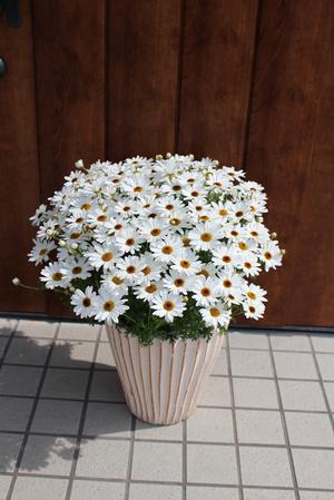 Argyranthemum frutescens 'Grandaisy White Imp'