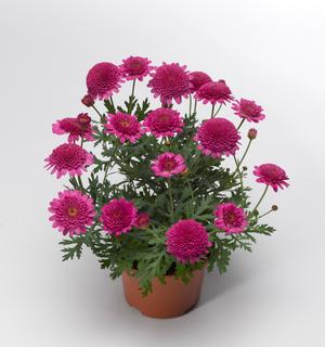 Argyranthemum frutescens 'Sassy Double Rose'