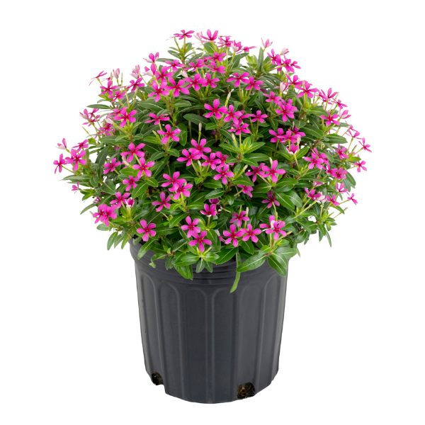 Vinca catharanthus roseus 'Soiree Kawaii Lavender'