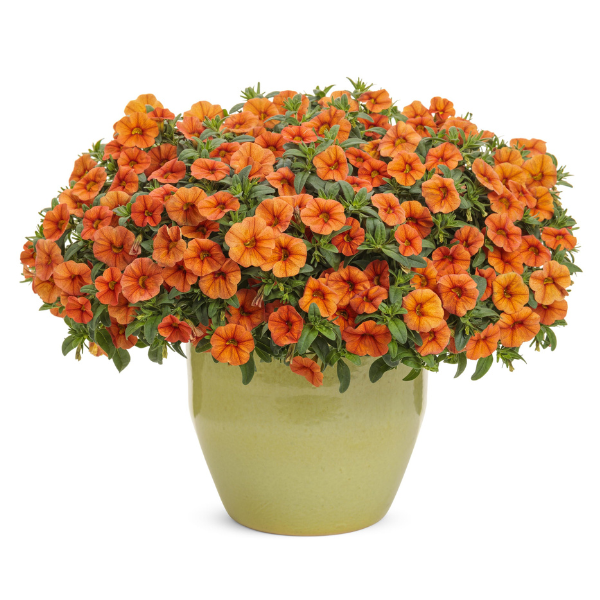 Calibrachoa hybrida 'Superbells Dreamsicle'