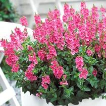 Diascia barberae 'Sundiascia Upright Bright Pink'