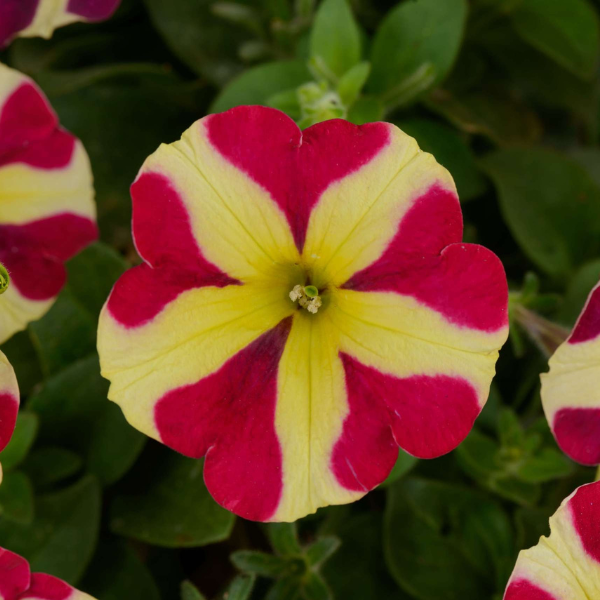 Petunia hybrida 'Amore Queen of Hearts'