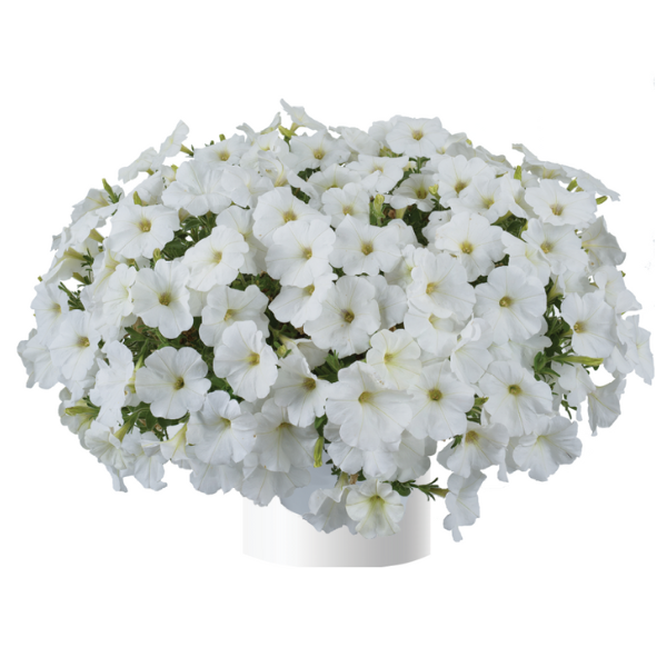 Petunia hybrida 'Cascadias Iceberg'