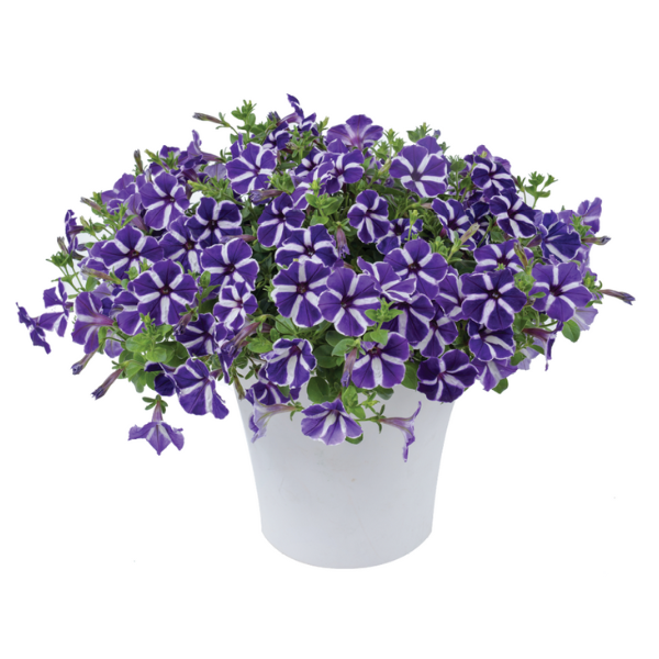 Petunia hybrida 'Cascadias Purple Gem'