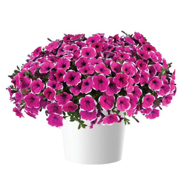 Petunia hybrida 'Cascadias Rim Cherry'