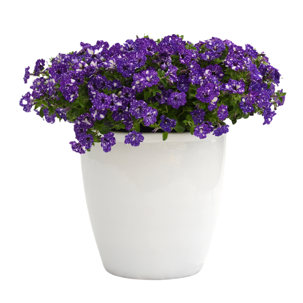 Petunia hybrida 'Headliner Night Sky'