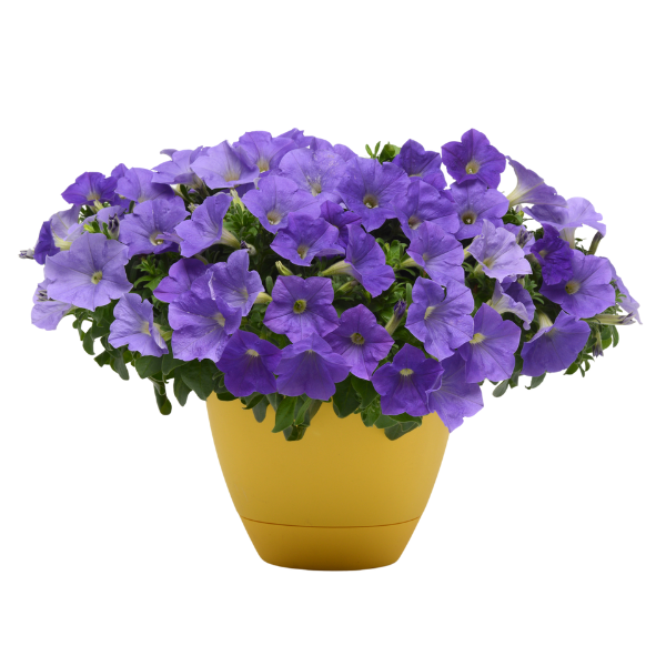 Petunia hybrida 'Headliner Sky Blue'