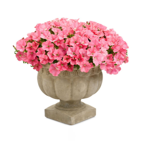 Petunia hybrida 'Supertunia Bermuda Beach'