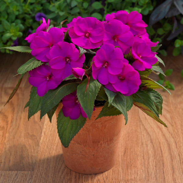 SunPatiens hybrida 'Compact Purple'