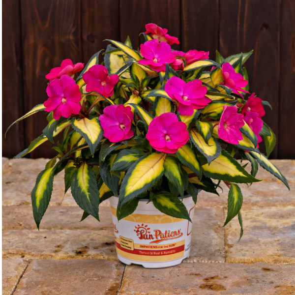 SunPatiens hybrida 'Compact Tropical Rose'