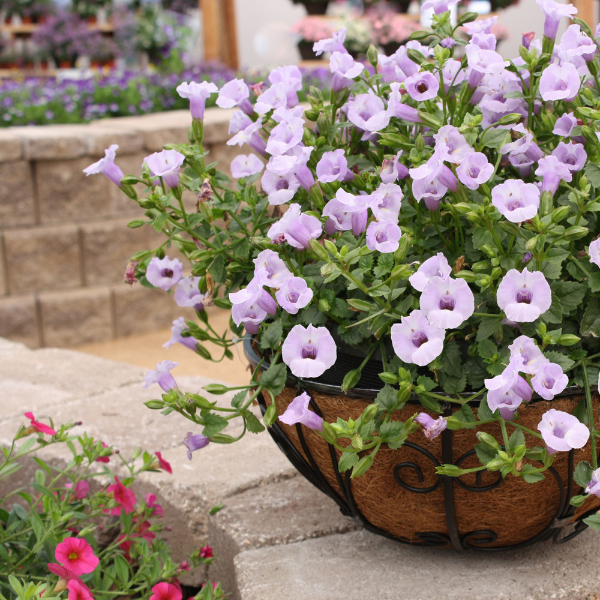 Torenia hybrida 'Summer Wave Large Silver'