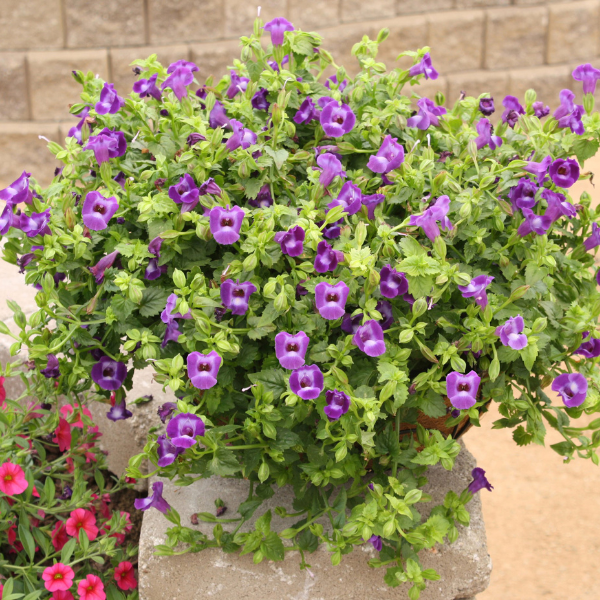 Torenia hybrida 'Summer Wave Large Violet'