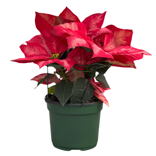 Poinsettia euphorbia pulcherrima 'Christmas Beauty Princess'