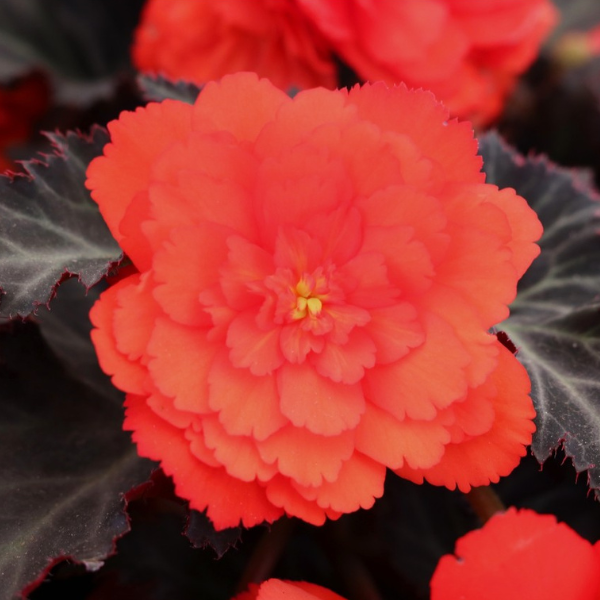 Begonia hybrida 'I'Conia Portofino Hot Coral'