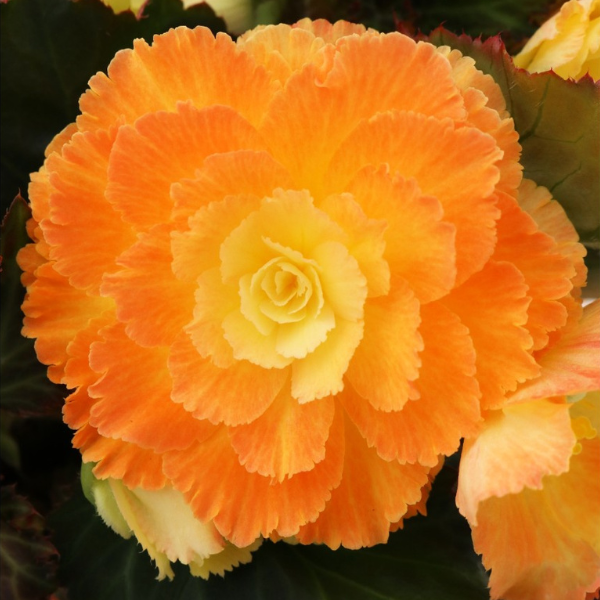 Begonia hybrida 'I'Conia Portofino Sunrise'