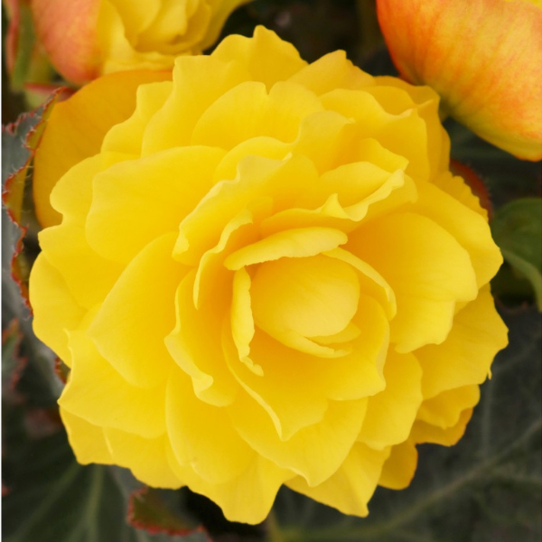 Begonia hybrida 'I'Conia Portofino Yellow'