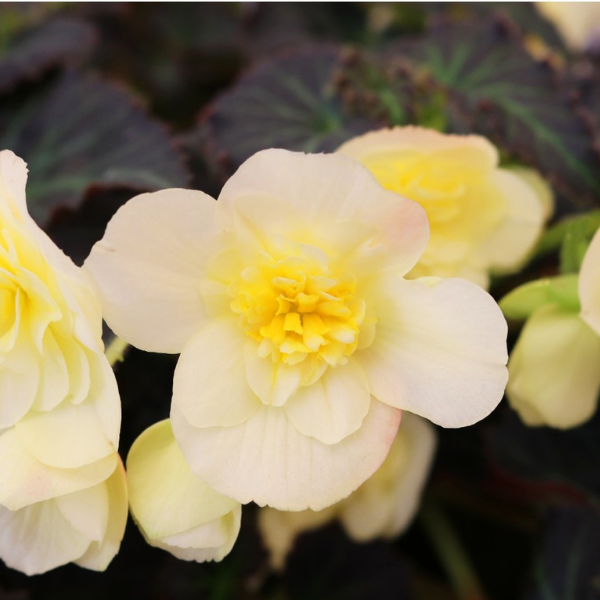 Begonia hybrida 'I'Conia Tweetie Pie'