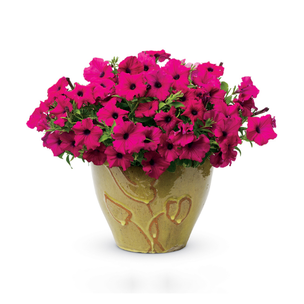 Petunia hybrida 'Supertunia Royal Magenta Imp'