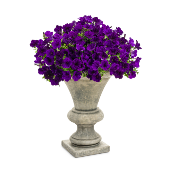 Petunia hybrida 'Supertunia Royal Velvet'