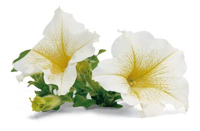 Petunia hybrida 'Surfinia Lime'