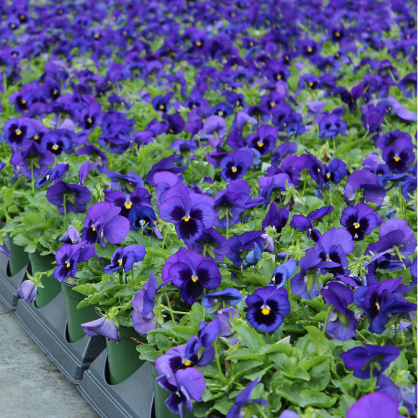 Pansy viola x wittrockiana 'Matrix Blue Blotch'