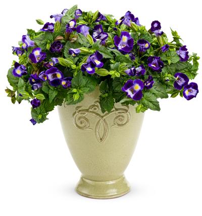 Torenia hybrida 'Catalina Midnight Blue'