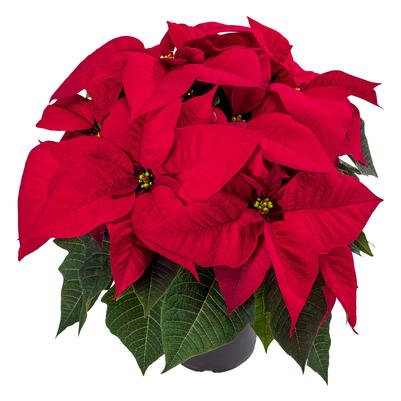 Poinsettia euphorbia pulcherrima 'Aries Red'