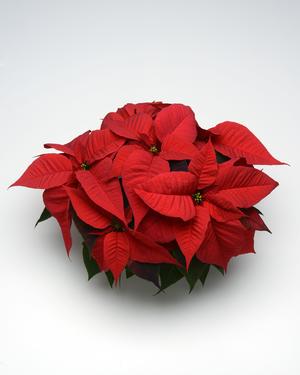 Poinsettia euphorbia pulcherrima 'Christmas Spirit Red'