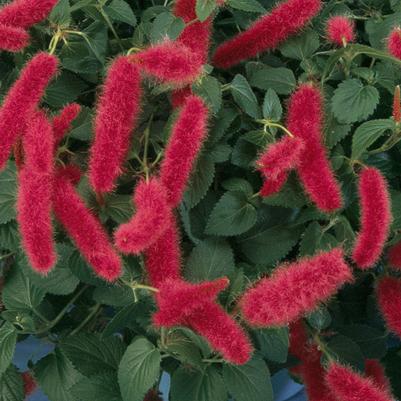 Acalphya pendula 'Chenille Firetail'