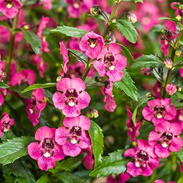 Angelonia angustifolia 'Angelface Perfectly Pink'