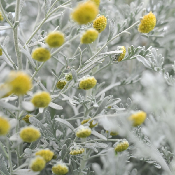 Artemisia ludovicianai 'Parfum d Ethiopia'