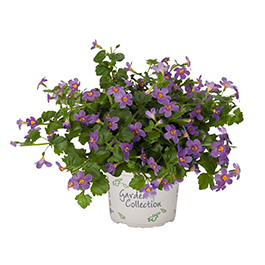 Bacopa suerta cordata 'Bahia Purple Sand'