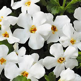 Bacopa suerta cordata 'Bahia White'