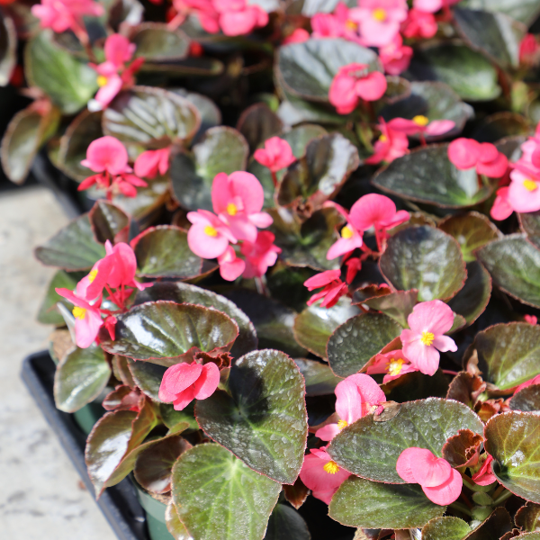 Begonia benariensis 'Big Bronze Leaf Pink'