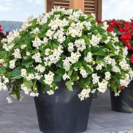 Begonia benariensis 'Big Green Leaf White'