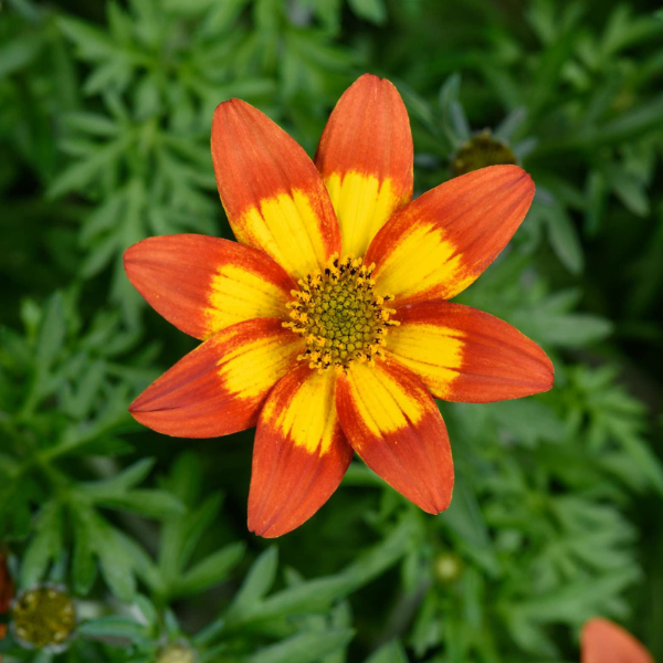 Bidens ferulifolia 'Blazing Embers'