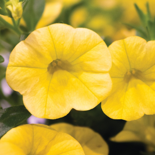 Calibrachoa Hybrida 'Aloha Canary Yellow'