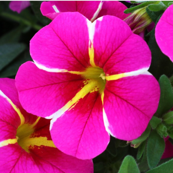 Calibrachoa Hybrida 'Aloha Cherry Cartwheel'