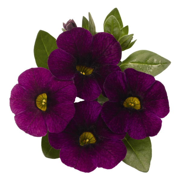 Calibrachoa Hybrida 'Aloha Midnight Purple'