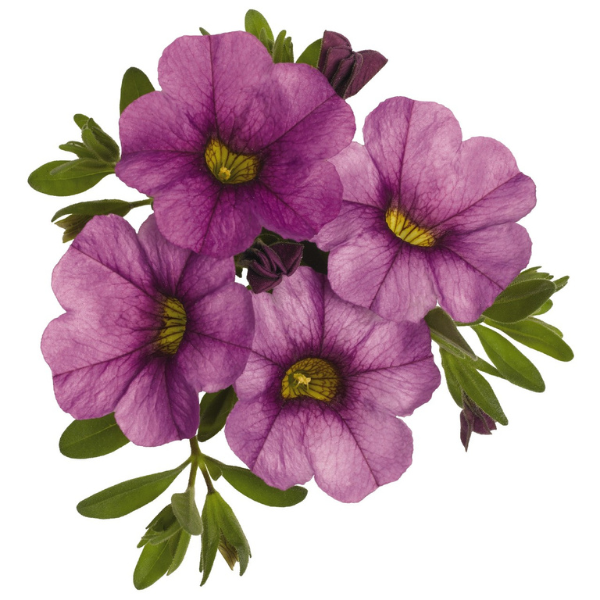 Calibrachoa Hybrida 'Aloha Purple Sky'