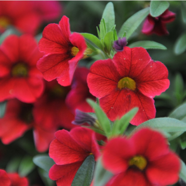 Calibrachoa Hybrida 'Aloha Kona Cherry Red'
