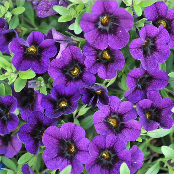Calibrachoa Hybrida 'Aloha Kona Midnight Blue'