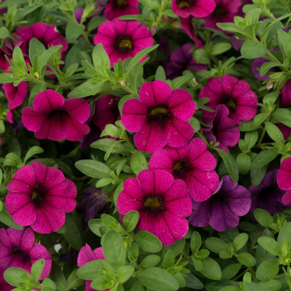 Calibrachoa Hybrida 'Aloha Kona Neon'