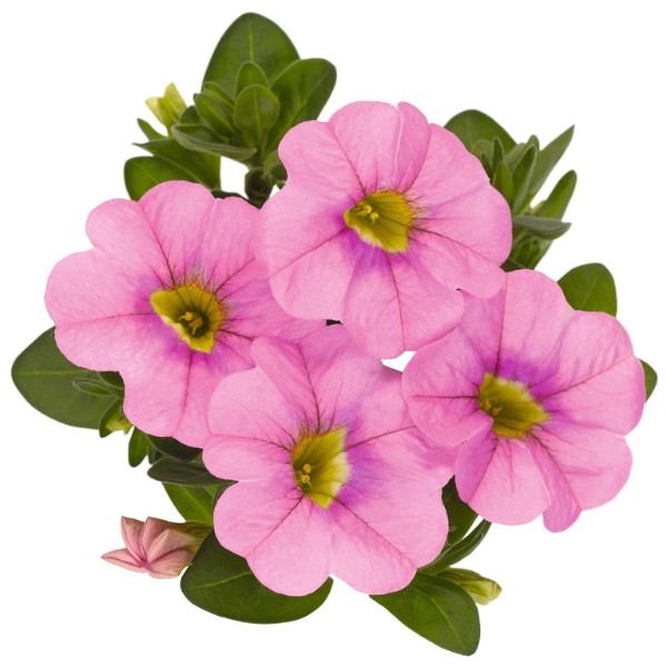 Calibrachoa Hybrida 'Aloha Kona Soft Pink'