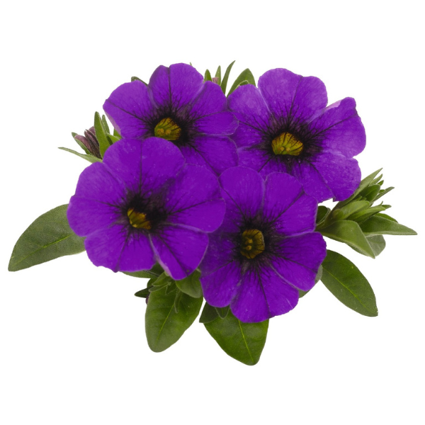 Calibrachoa Hybrida 'Aloha Kona True Blue'