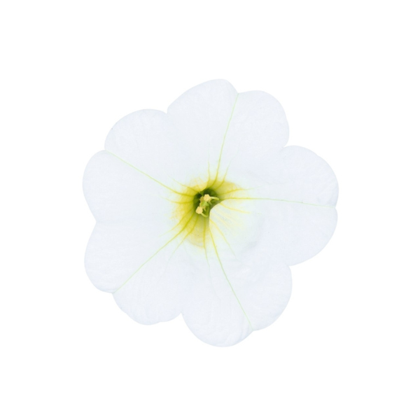 Calibrachoa Hybrida 'Aloha Kona White 24'